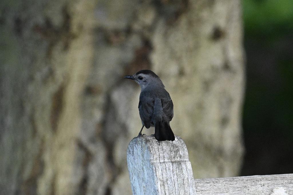 Catbird, Gray, 2025-07179621 Tower Hill Botanic Garden, MA.JPG - Gray Catbird. New England Botanic Garden at Tower Hill, MA, 7-17-2025